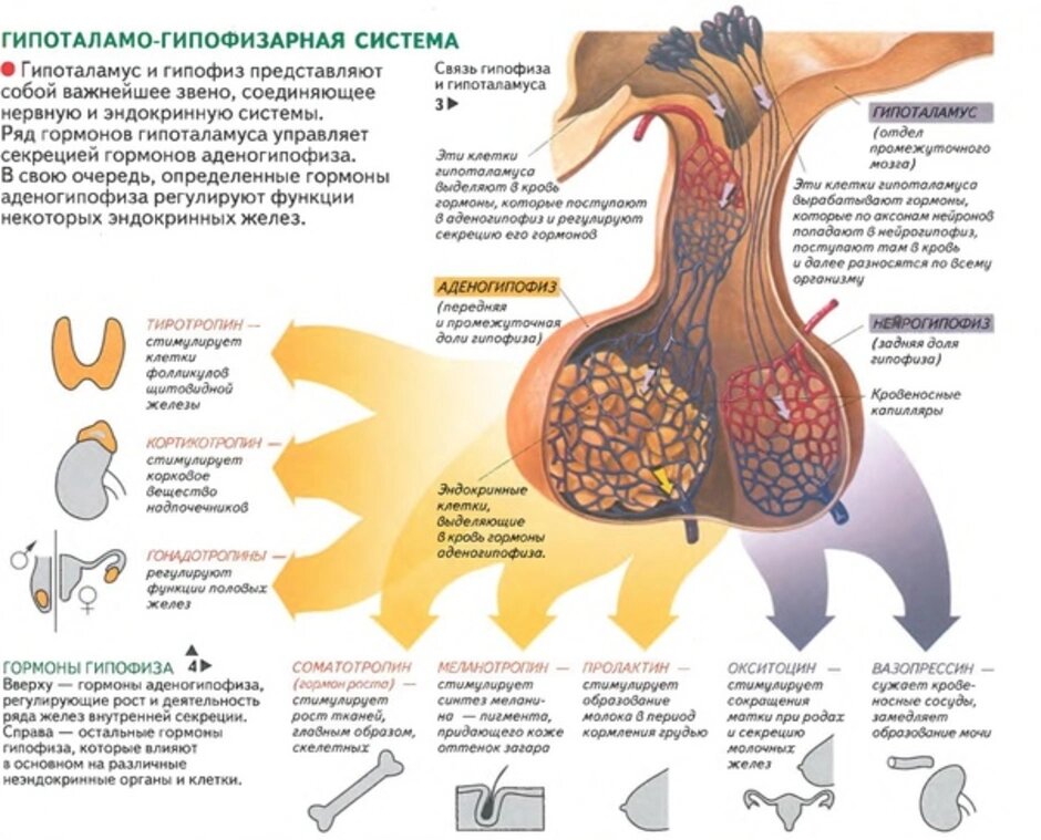 Гипоталамо-гипофизарная система состоит из ножки гипофиза, начинающейся в вентромедиальной области гипоталамуса, и трёх долей гипофиза: аденогипофиз (передняя доля), нейрогипофиз (задняя доля) и вставочная доля гипофиза. Работа всех трёх долей управляется гипоталамусом с помощью особых нейросекреторных клеток. 