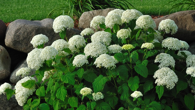 Гортензии стали настолько популярными, что их можно увидеть практически на каждом дачном или приусадебном участке
