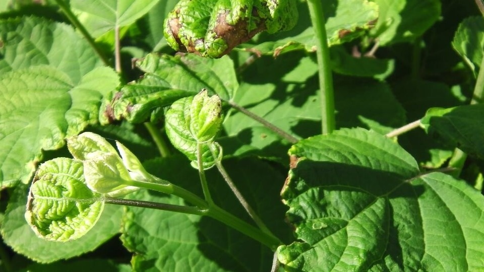Тем не менее листики стали как будто светлеть и даже становиться желтоватыми. 