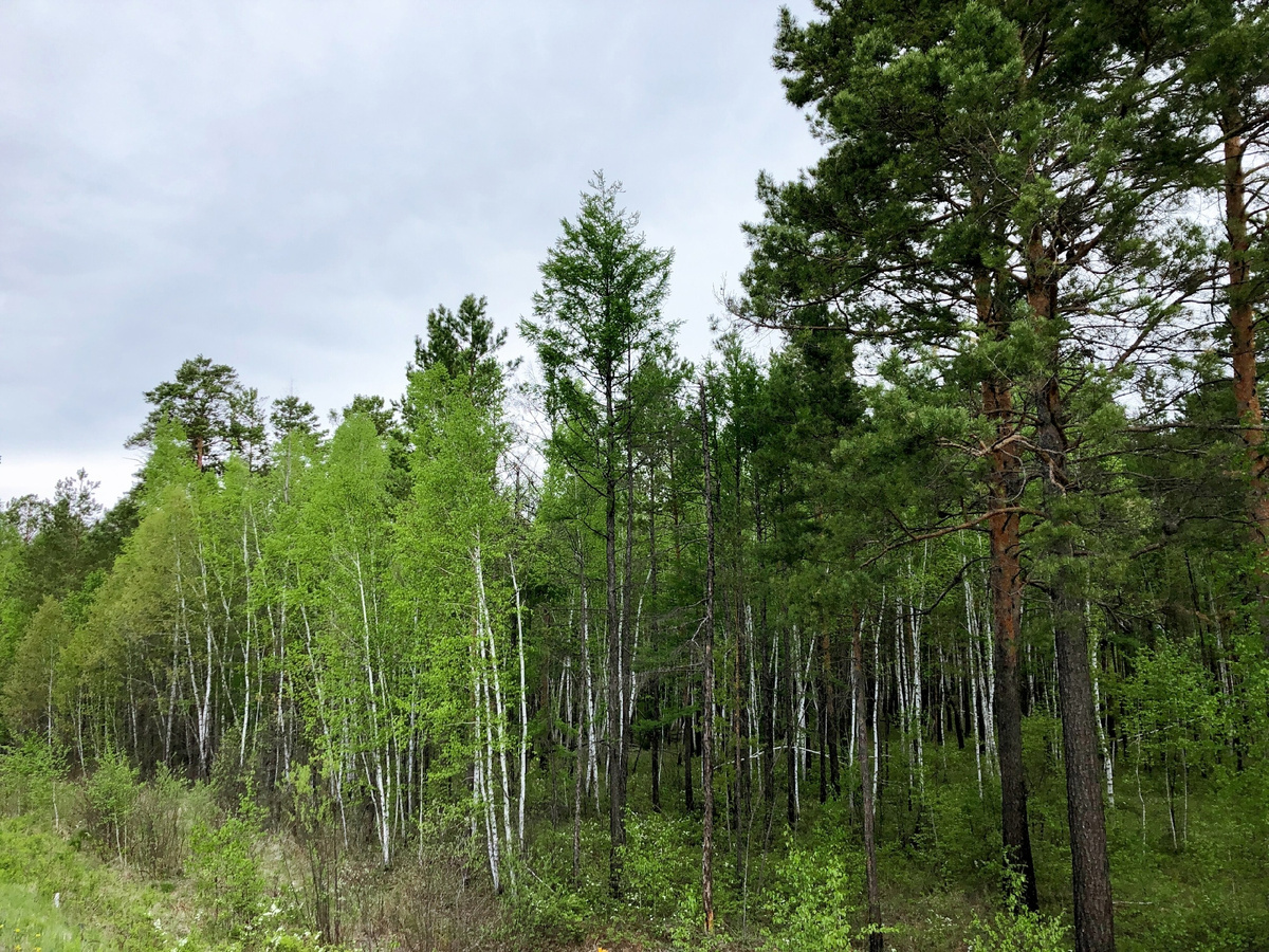 Лес кругом.