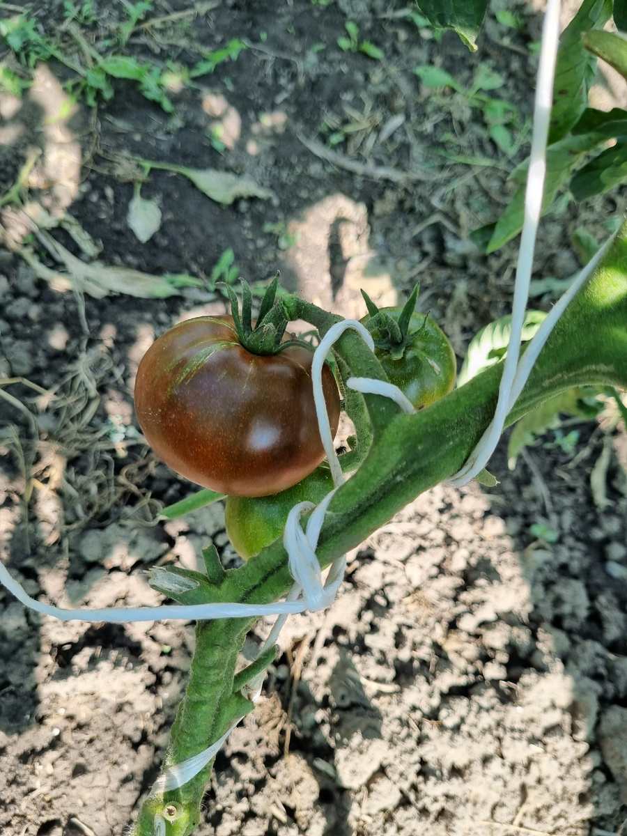 Первый красавчик созрел))