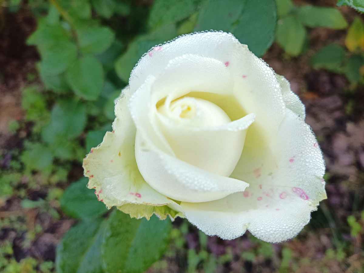 Роза Аваланж