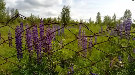 Растения с фиолетовыми цветками на всех полях вдоль дорог.