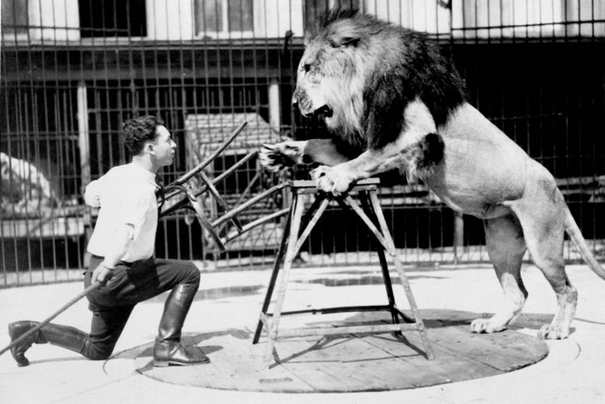 Тренировка циркового льва знаменитым дрессировщиком Клайдом Битти.