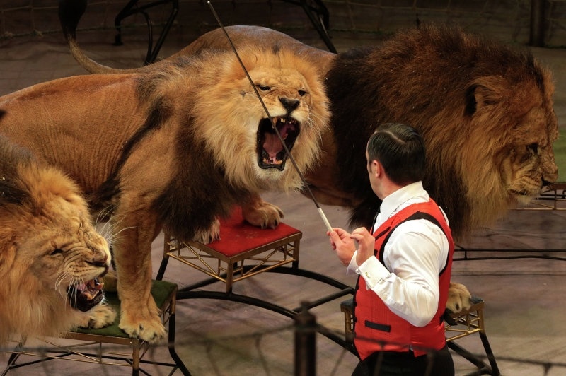Укротитель львов тренирует животных.
