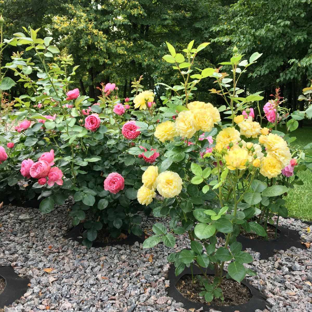 2018 год ‘Leonardo de Vinci’ и ‘Anny Duperey’