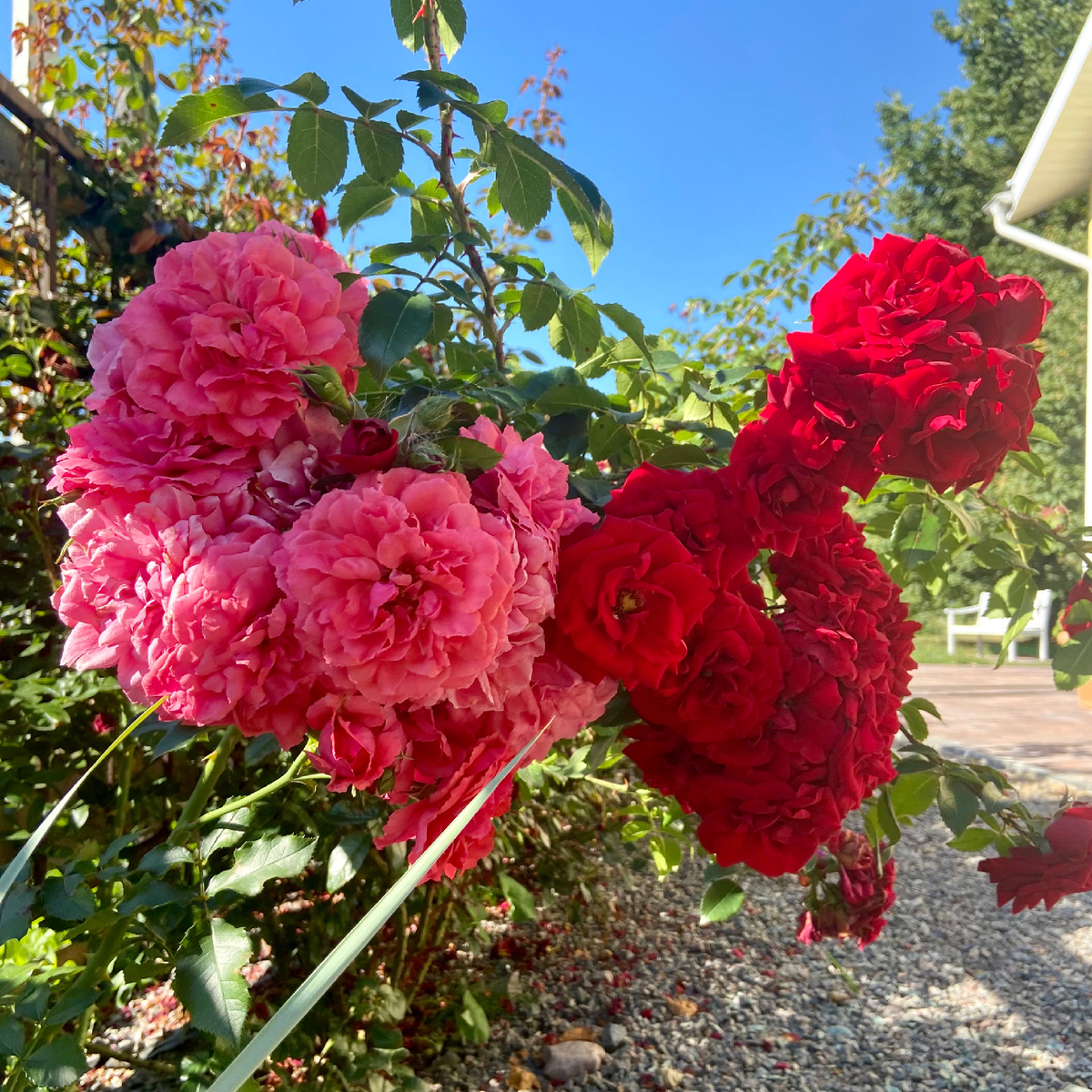 2021 год. Если присмотреться, то на фотографии видно, что под розами на камнях много лепестков