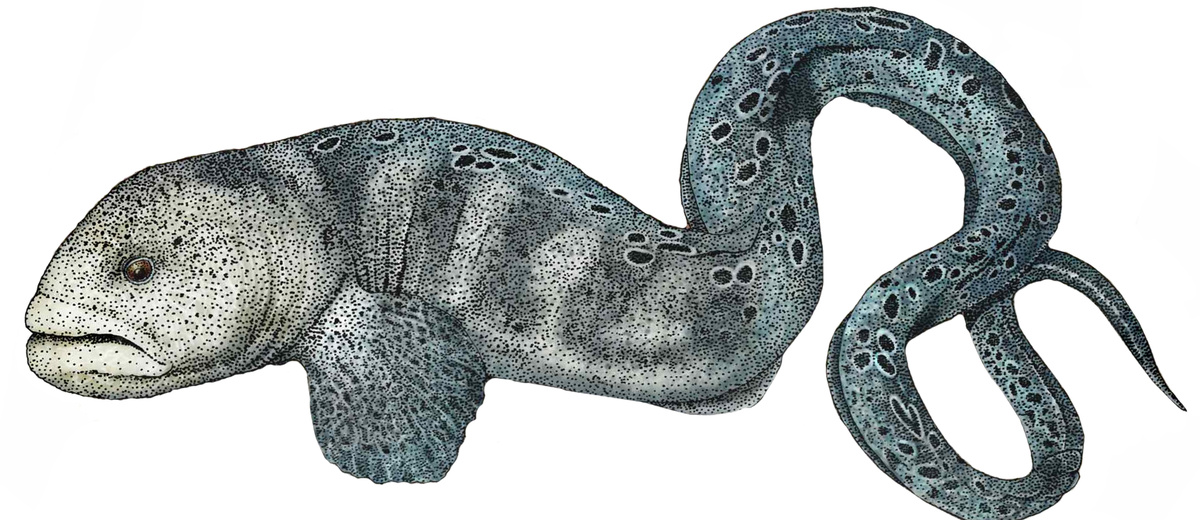 Anarrhichthys ocellatus