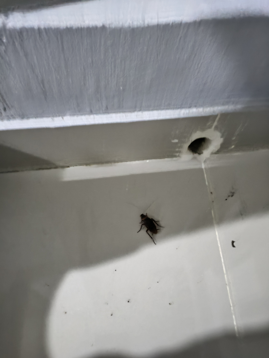 Житель Санто-Доминго в Доминикане.