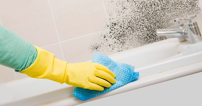 Какое бюджетное средство поможет преодолеть плесень