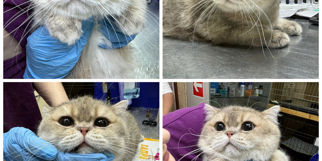 Встречаем новеньких