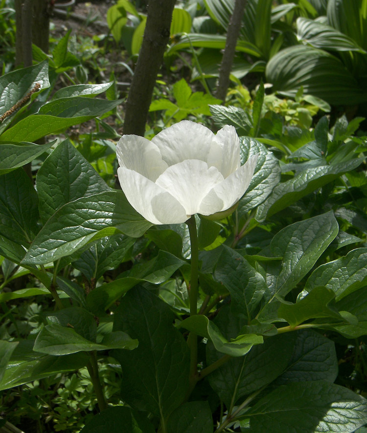 Пион Виттманна Paeonia Wittmanniana Stev. из Абхазии в моем саду.