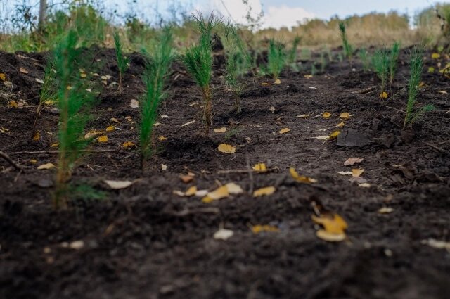    Фото: Разрез Кийзасский/Владимир Сопин