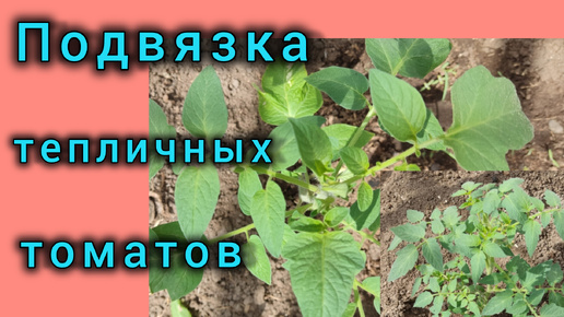 20 минут и все томаты в теплице подвязаны надёжно, всего два предмета для этого способа