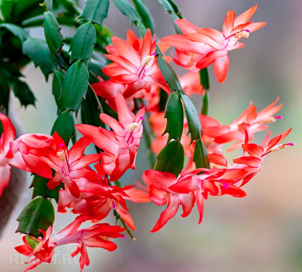   Фото pegasusproducts.com