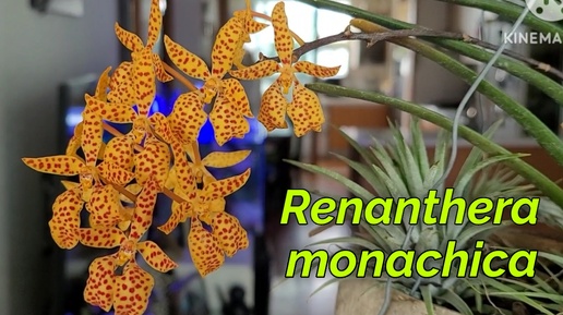 Renanthera monachica первое домашнее цветение.