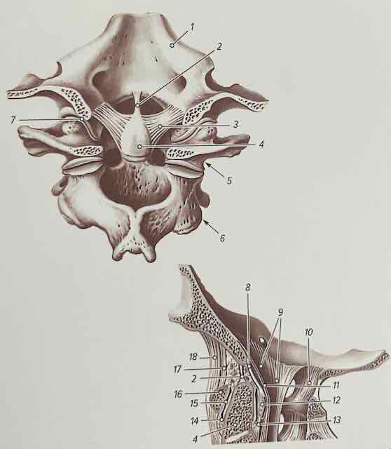 Срединный атлантоосевой сустав (articulatio atlantoaxialis mediana). Вид с медиальной стороны.
