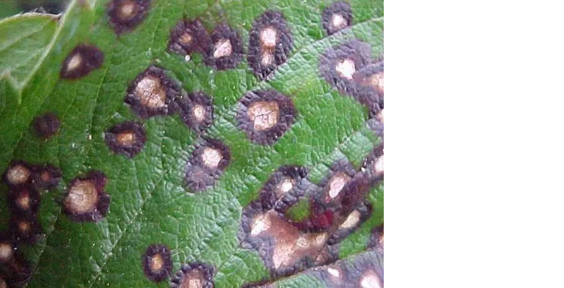 Септориоз. Источник: Яндекс 