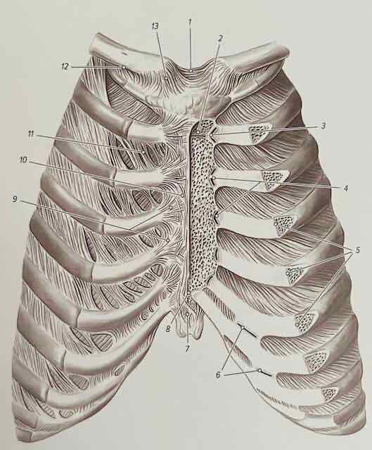 СУСТАВЫ И СВЯЗКИ РЕБЕР И ГРУДИНЫ.ВИД СПЕРЕДИ.