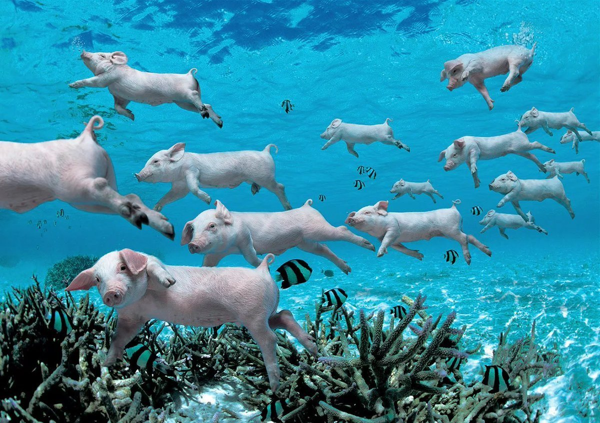 Плавающие свиньи на Pig Beach. Фото из открытых источников.