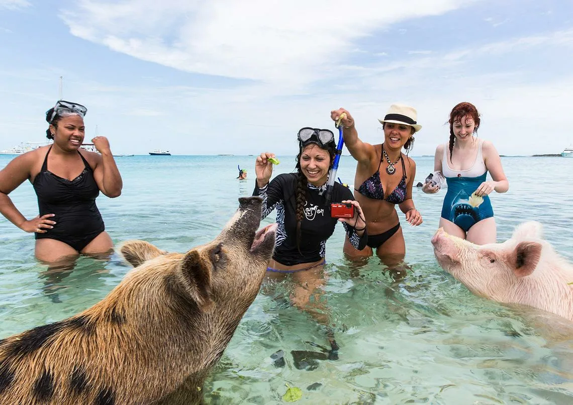 Плавающие свиньи на Pig Beach. Фото из открытых источников.