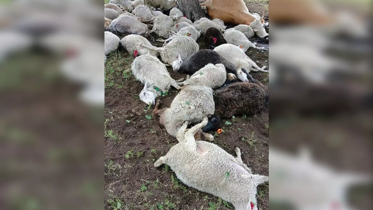     Источник: соцсети