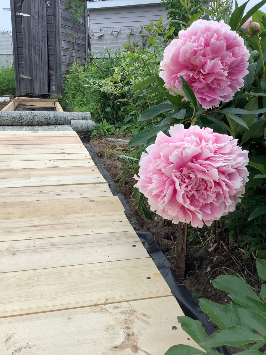 Пион Сара Бернар и обновленная дорожка