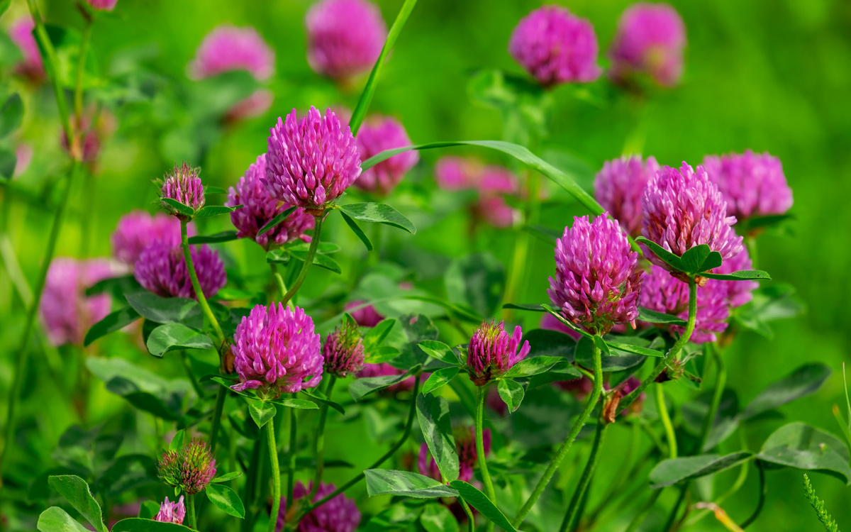 Фото из открытых источников Яндекса