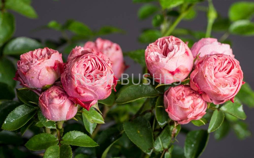  Сорта роз Rokoko стали очередной новинкой серии спрей-роз Noblesse® Spray Rose.