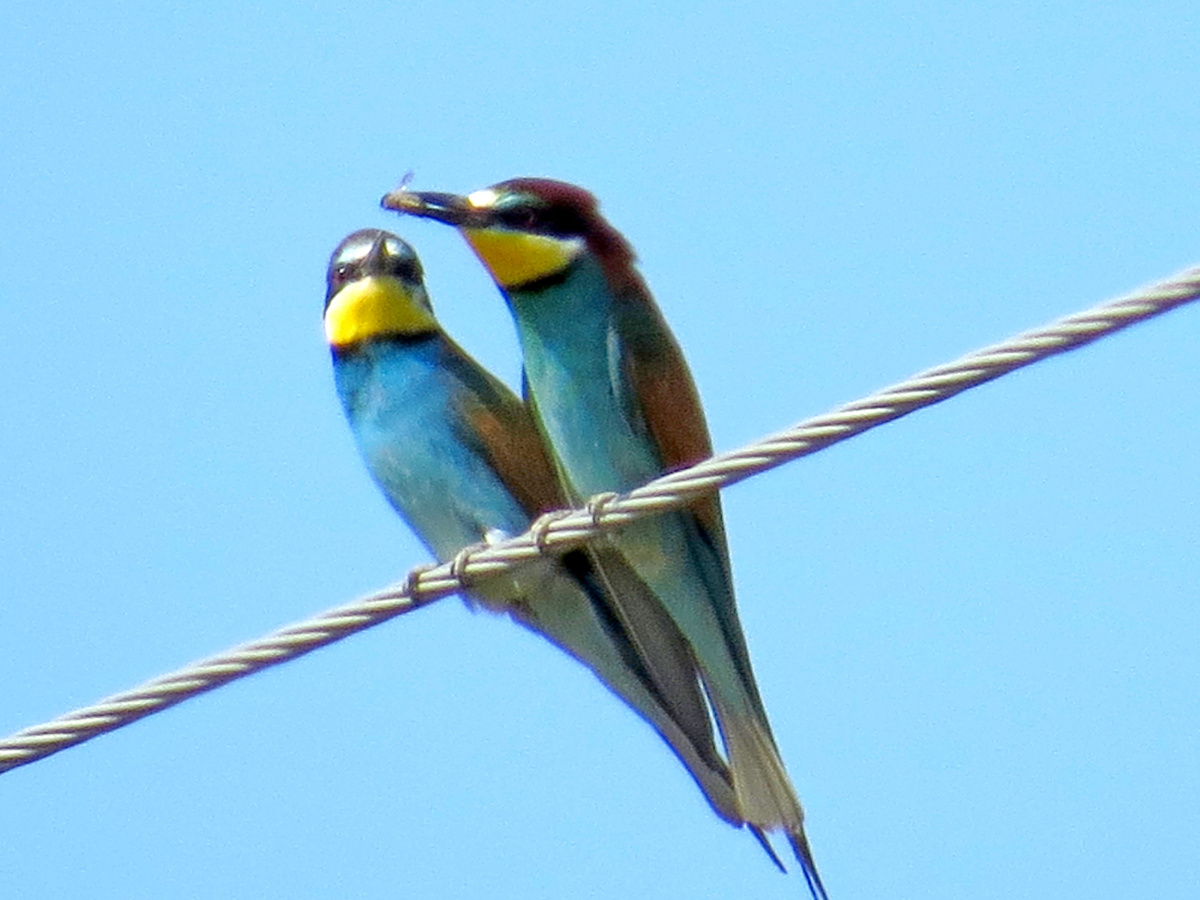 Золотистая щурка.