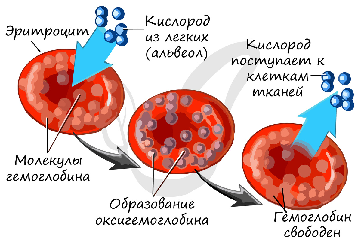 Как эритроциты отдают кислород клеткам. Загадка, на которую биохимия не  дает точного ответа | Наука наизнанку | Дзен