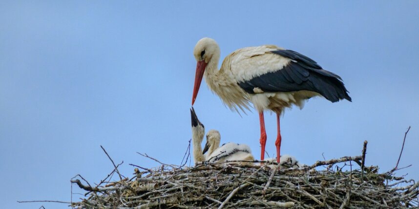    Аисты – ответственные родители, дежурят на гнезде по очереди. Пока кто-то один несёт вахту, второй летает за пропитанием. Затем взрослые птицы меняются.Алёна Бобрович