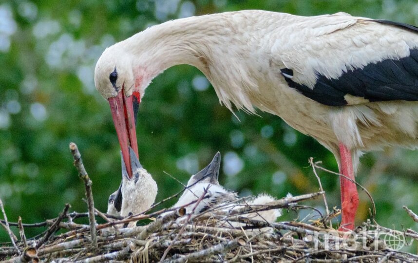    Фото: Алёна Бобрович.