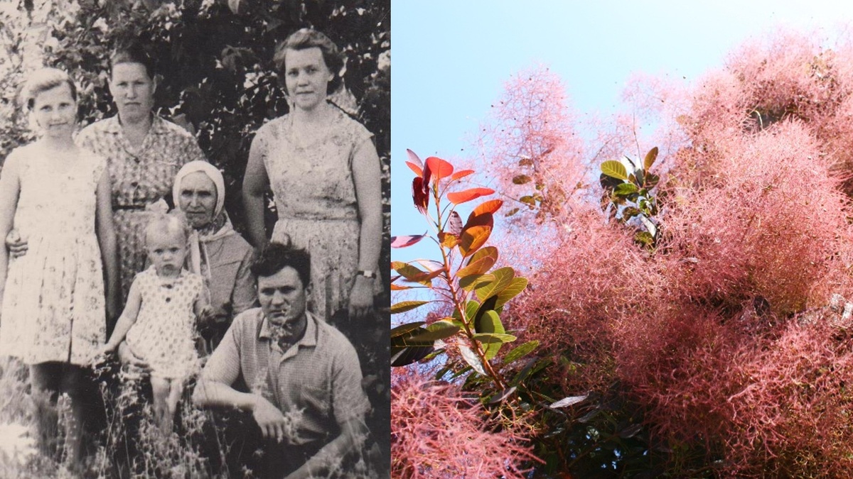 Мы с бабушкой Пашей в центре семейного фото. Мне тут года два... А так выглядит желтинник.