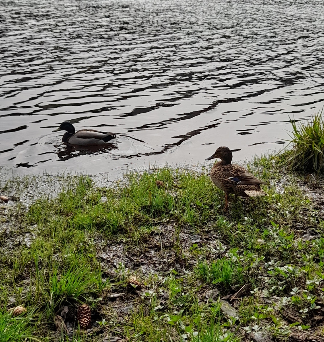 У озера очень много уток. Мы видели как они садятся на воду - очень интересное зрелеще. Фото автора.