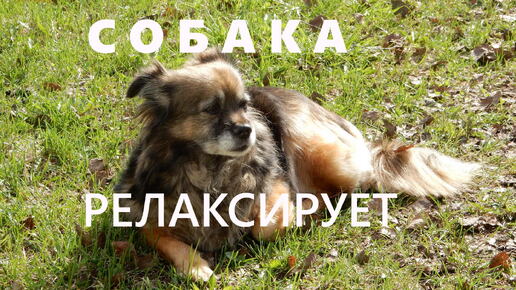 Собака релаксирует