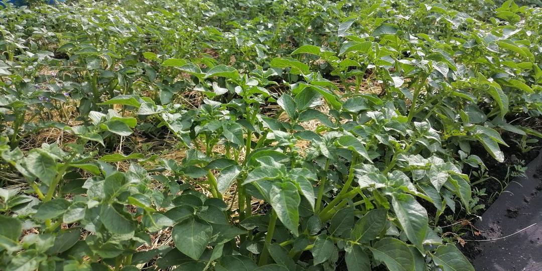 Простой уход за небольшой делянкой картофеля; чтобы урожай был, как с большой