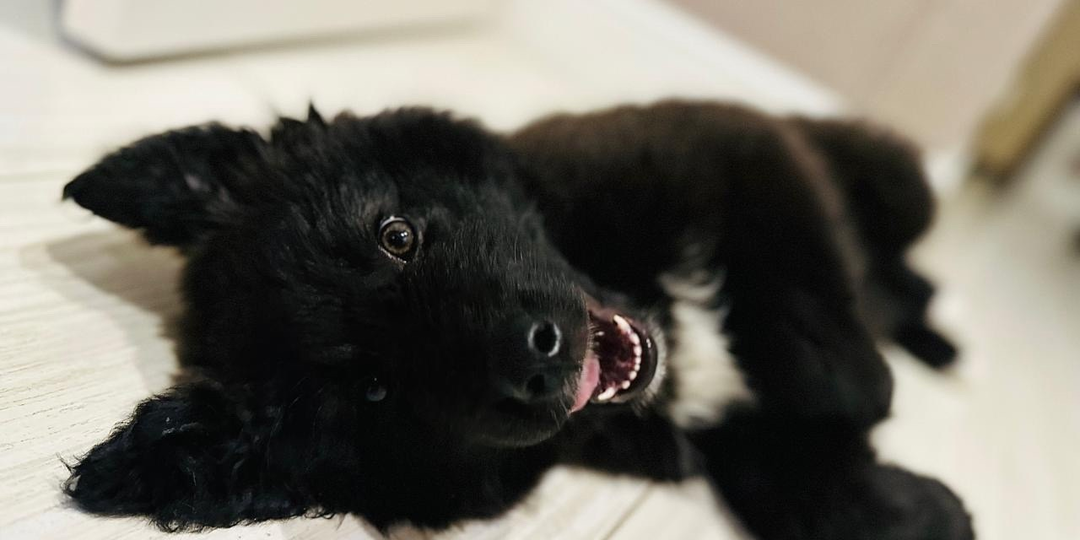 Маленькая красавица в поисках семьи 👨‍👩‍👦🐕