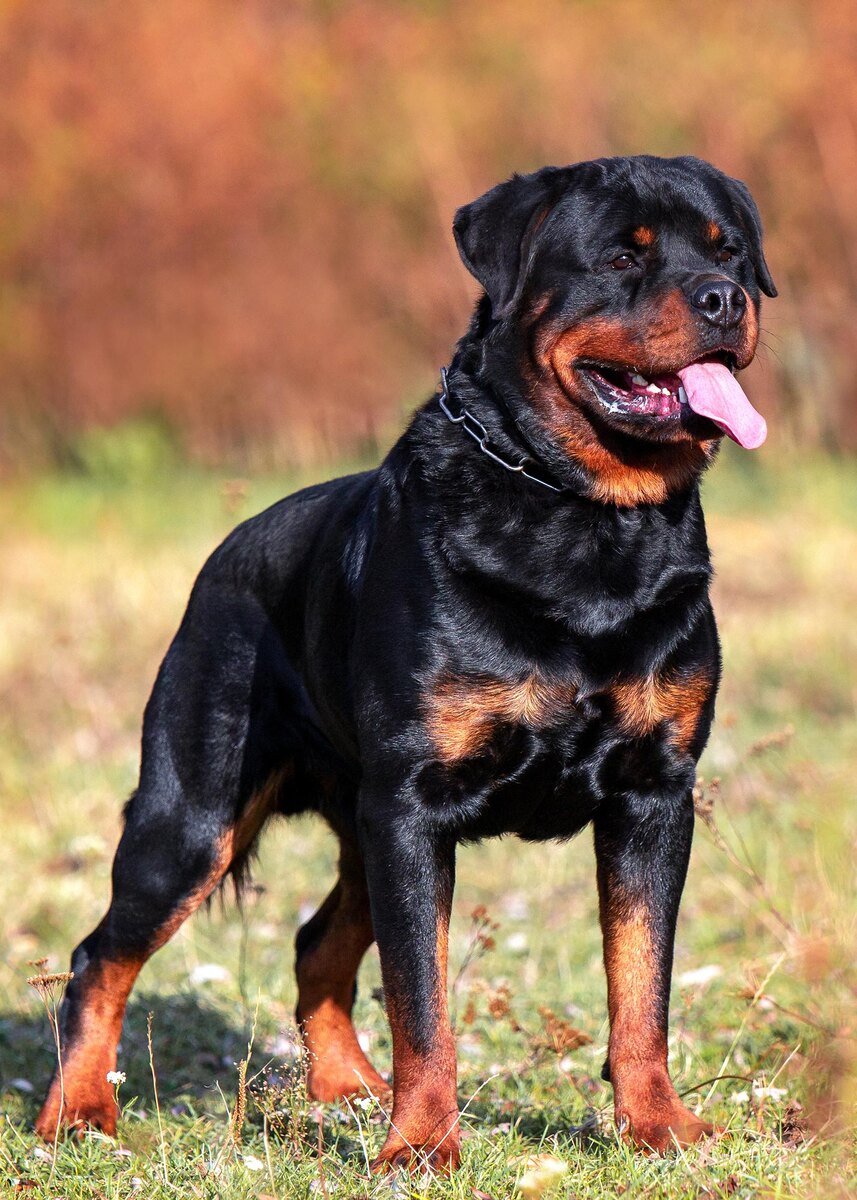    Shedara Weinsberg / Shutterstock / FOTODOM