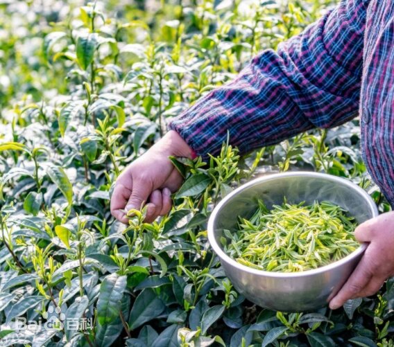 Камелия наньчуаньская. baike.baidu.com