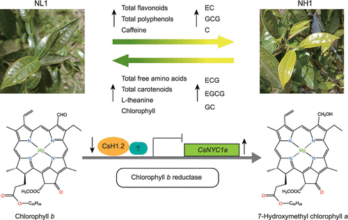 Добавим альбиносности. pubs.acs.org