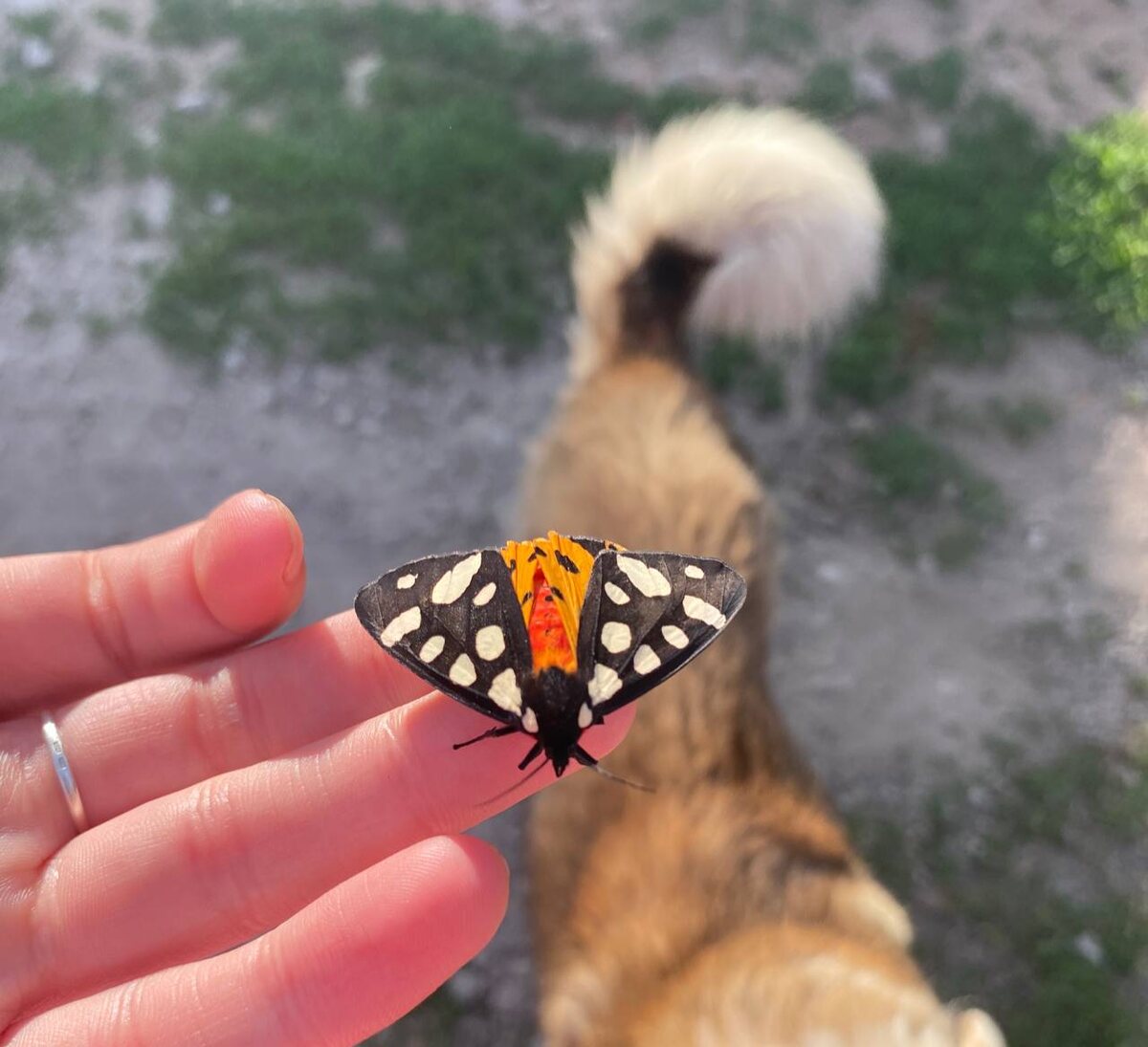 Ночная бабочка, называется «медведица деревенская»