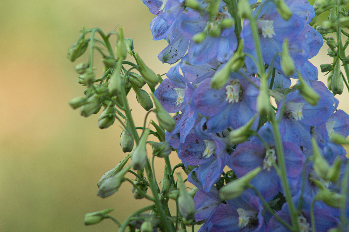 Красавчик дельфиниум. Был. Потому что в первую же бурю сломался у самой земли и полёг.