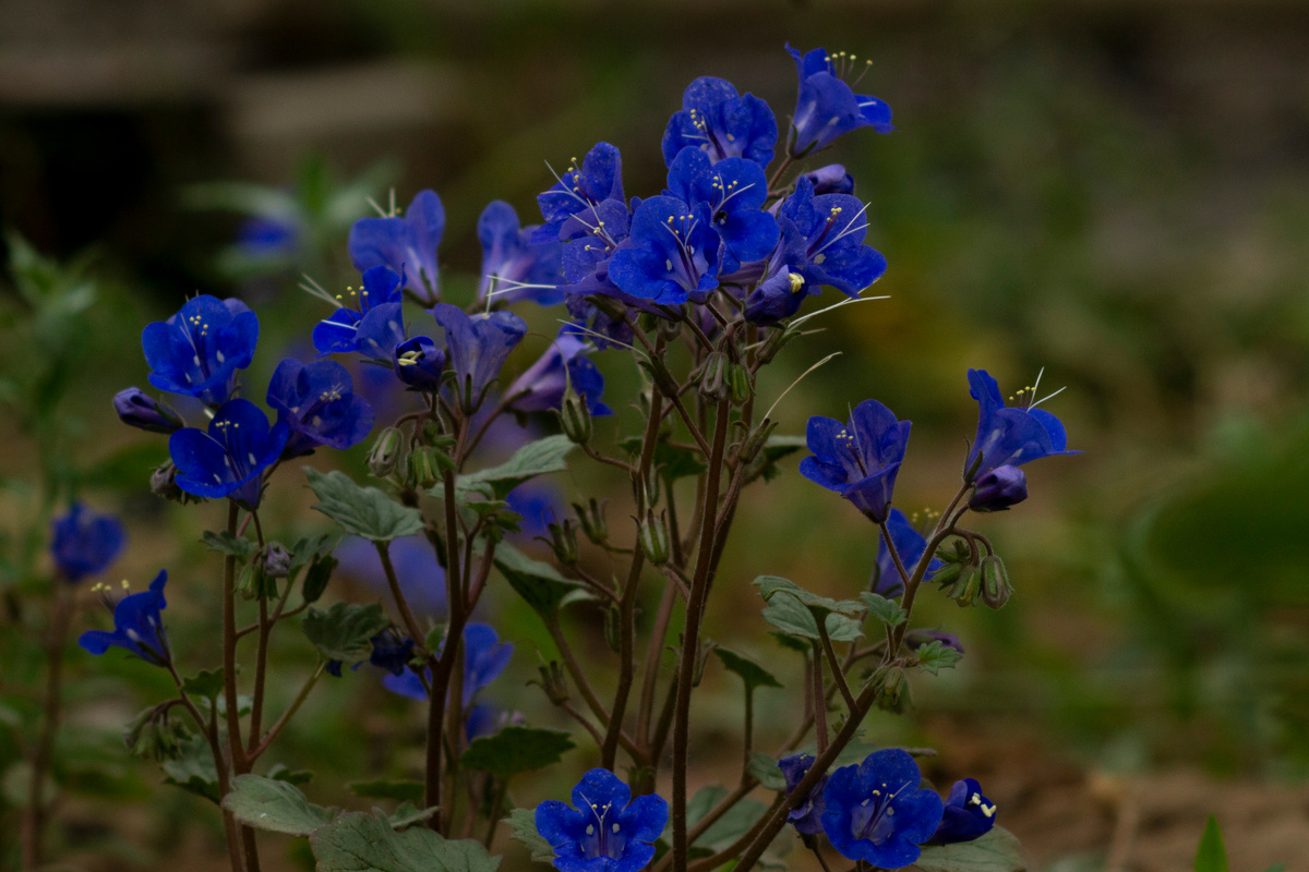 Фацелия колокольчиковая — самый синий цветок в саду. В этом году выросла самосевом.