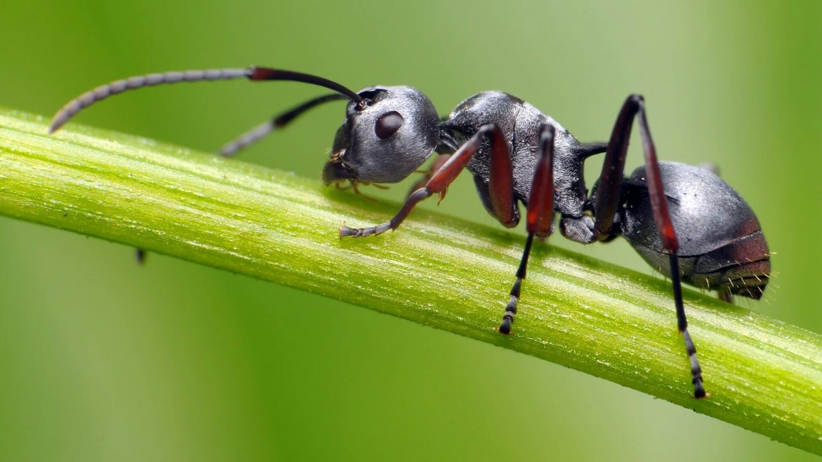 Рецепт от муравьев 🐜🐜🐜 | Zтарушня Zапоdляк | Дзен