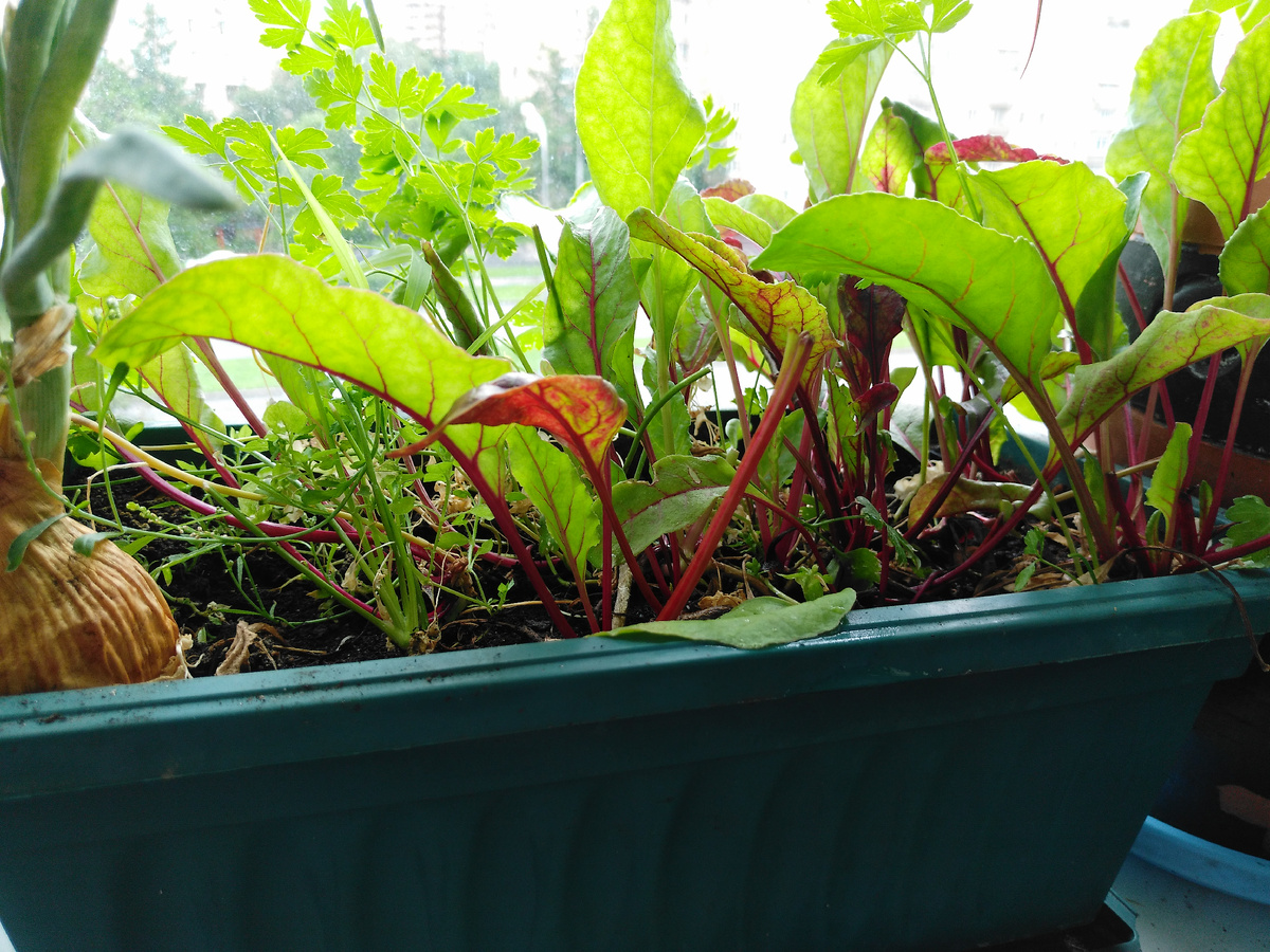 Побеги свеклы).И для салатов и для борща.