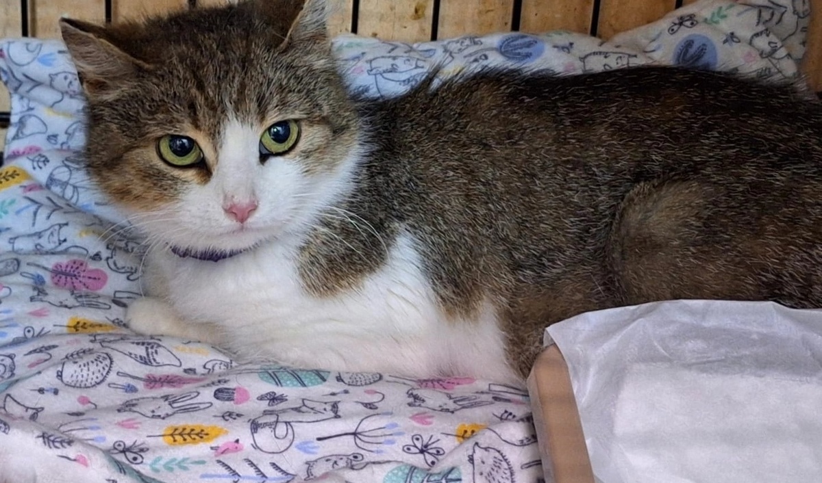 Валентинка