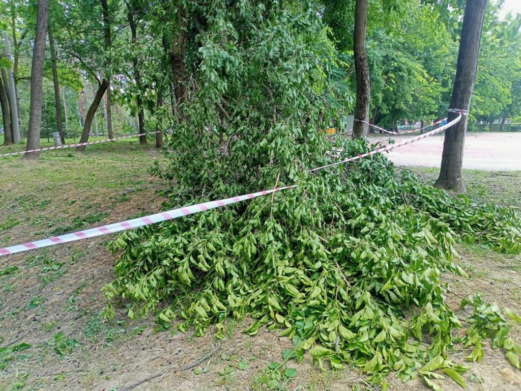 Огороженное упавшее дерево