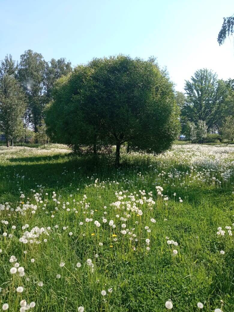 Летний полдень