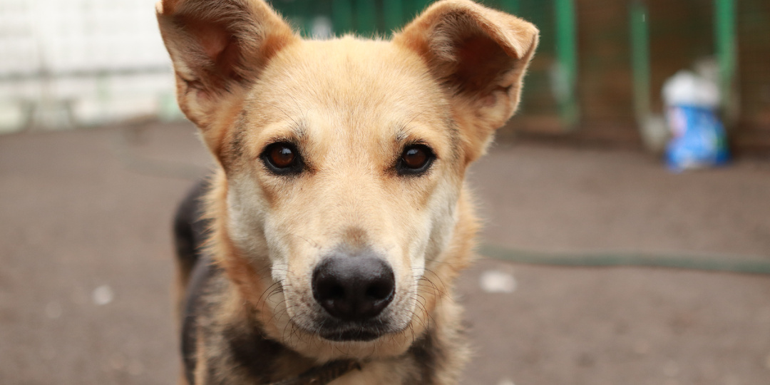 Небольшая собачка всю молодость провела в клетке, но с годами стала больше похожа на домашнюю собаку